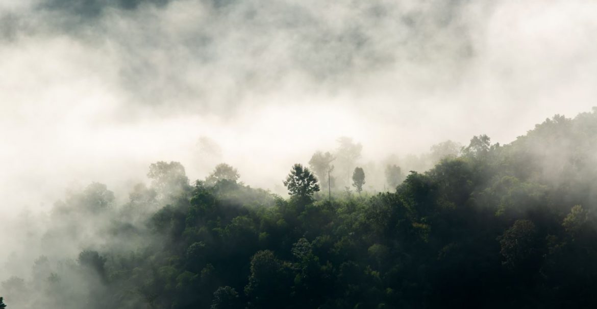 Waldbaden - Die Heilkraft des Waldes O. Mag